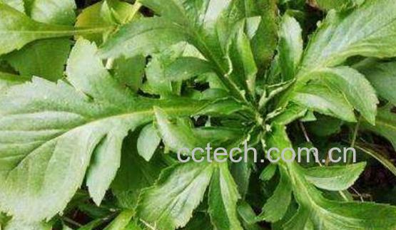 攀倒甑的药用价值 攀倒甑的食用方法-0