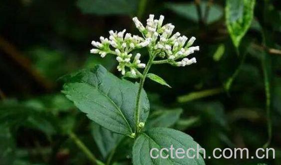 攀倒甑的功效与作用-0