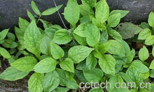 攀倒甑的食用方法-1