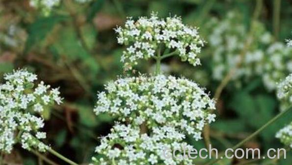 攀倒甑的功效与作用-1