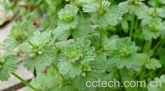 宝盖草泡水喝的功效与作用-0