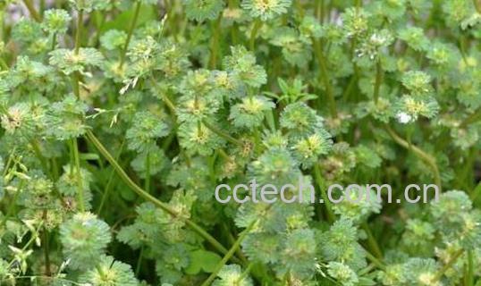 宝盖草泡水喝的功效与作用-1