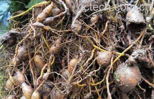 金果榄怎么吃 金果榄的食用方法-1