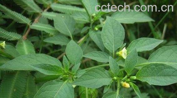 灯笼草怎么养 灯笼草的种植方法-0