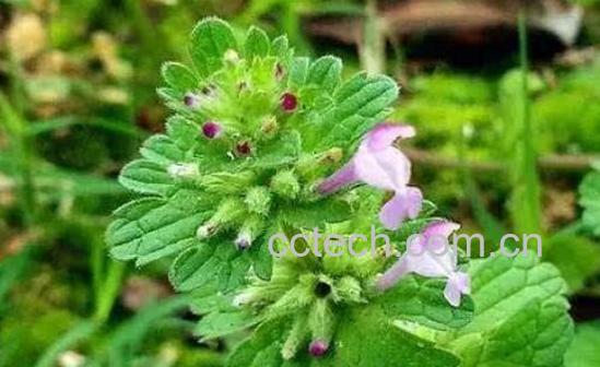 灯笼草怎么养 灯笼草的种植方法-1