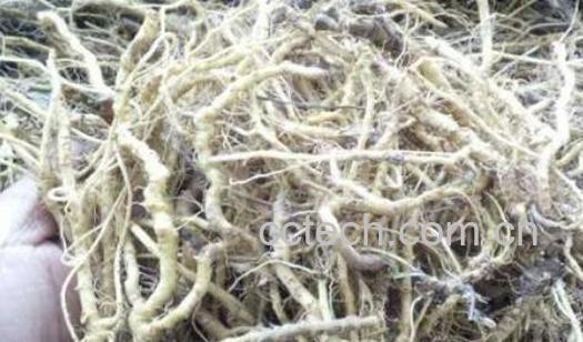 苦菜根炒到什么程度好喝 苦菜根的功效与作用-0