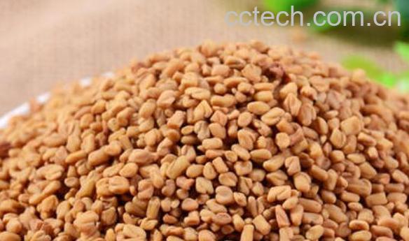 做馍用的苦豆子的功效与作用-1