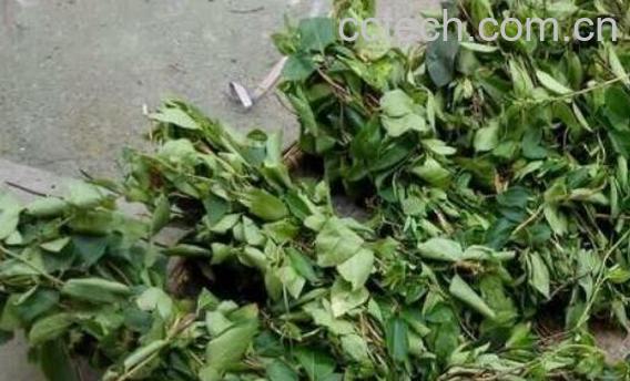 金银花跟艾叶的功效与作用-0