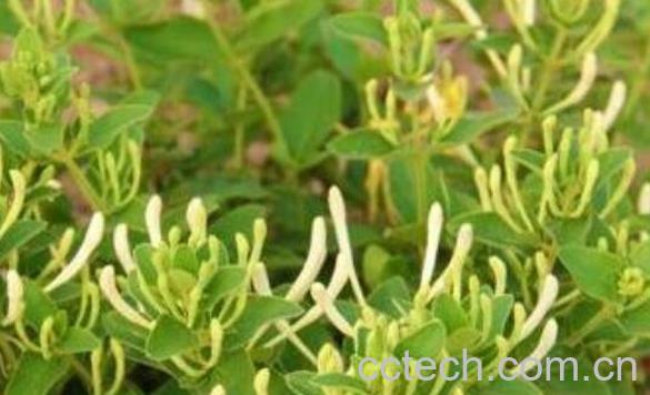 金银花跟艾叶的功效与作用-1