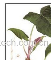 果蔬百科白附子-0