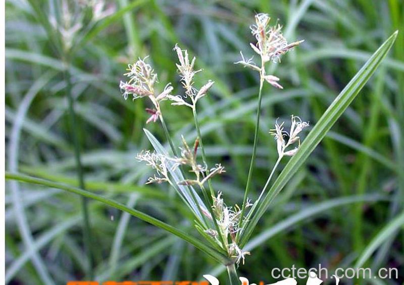 果蔬百科附子的功效-0