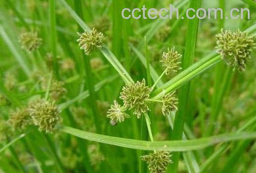 果蔬百科香附子的功效与作用-0