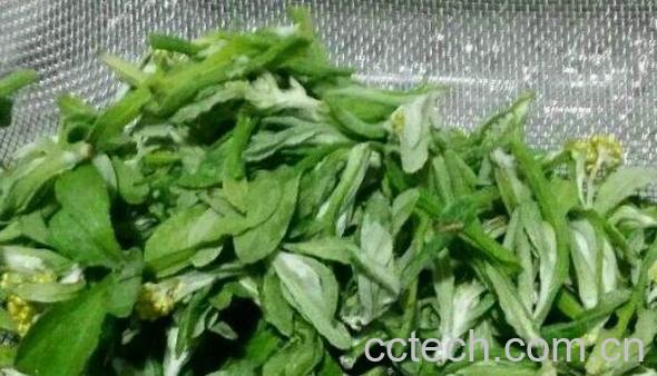 棉花草的功效与作用-1