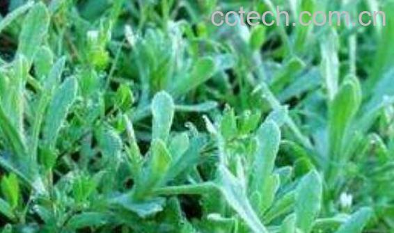 棉花草的功效与作用-0