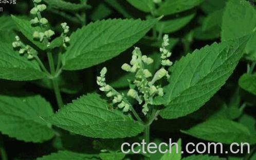 黄芩叶子的功效与作用-0