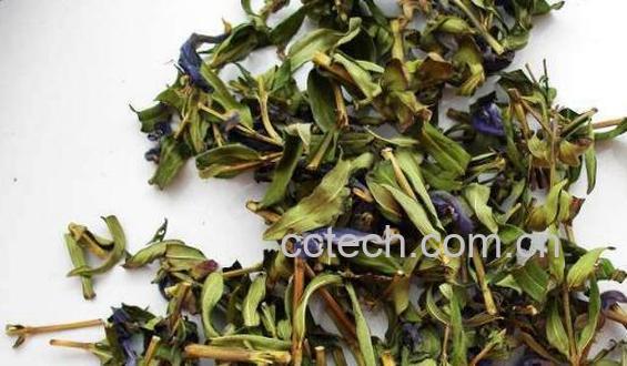 黄芩叶子的功效与作用-1