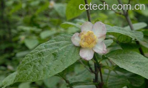 山腊梅叶的功效与禁忌-0