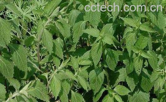 香茶菜根的功效与副作用-0