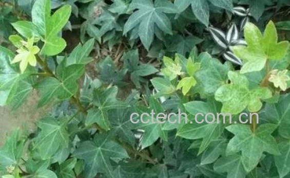 山腊梅叶的功效与禁忌-1