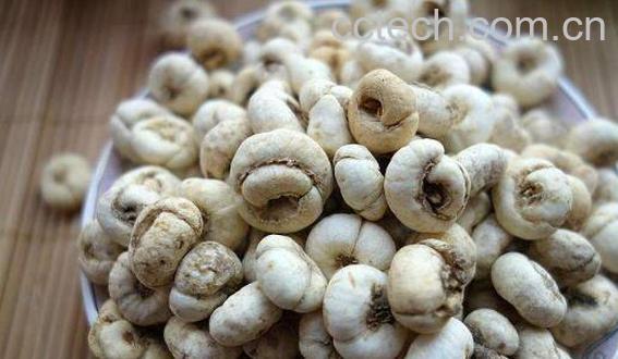 藏贝母的功效与作用及禁忌-1