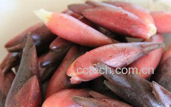 阳霍的功效与作用 阳霍怎么吃-0