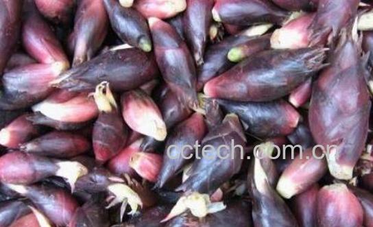 阳霍的功效与作用 阳霍怎么吃-1