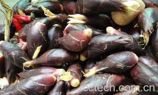 襄荷的功效作用 襄荷有什么用处-1