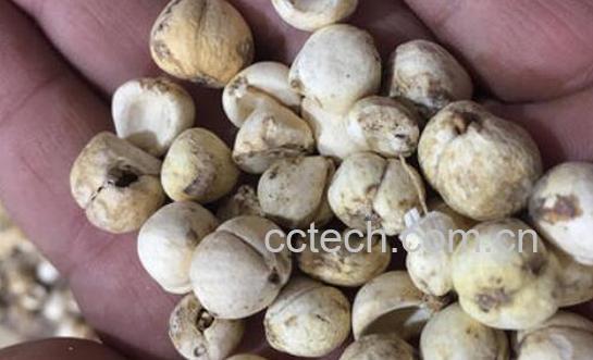 藏贝母怎么吃 藏贝母的食用方法-1