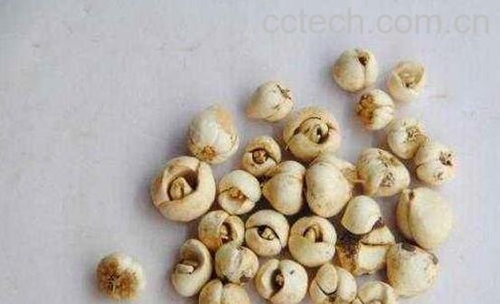 藏贝母泡水喝的功效与作用-0