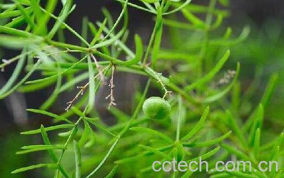 天门冬的功效与作用及禁忌-1