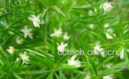 天门冬的功效与作用及禁忌-0