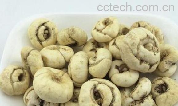 藏贝母泡水喝的功效与作用-1