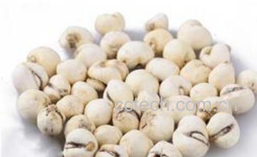 藏贝母和川贝母的区别 藏贝母的功效-0