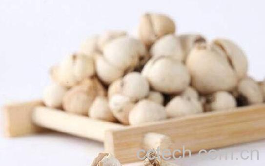 藏贝母和川贝母的区别 藏贝母的功效-1