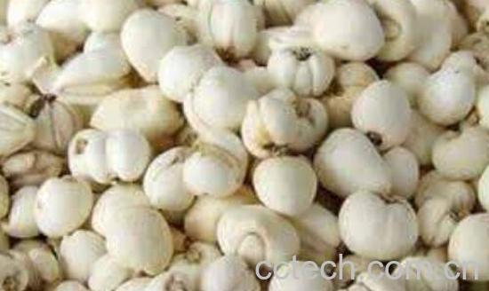 小川贝母和川贝母的区别 川贝母的功与作用-1