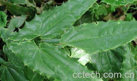 羊霍的功效与作用 羊藿的副作用-0