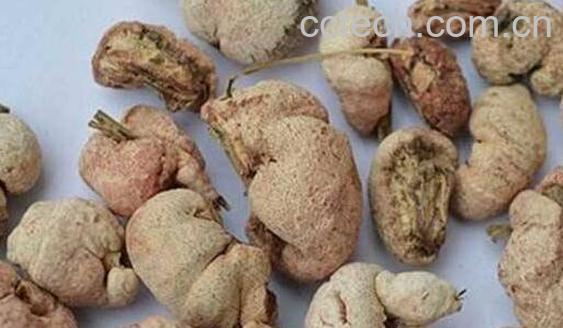 竹黄泡酒对女人的好处-0