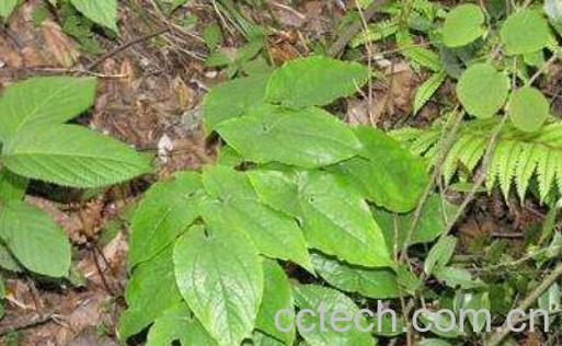 羊霍的功效与作用 羊藿的副作用-1