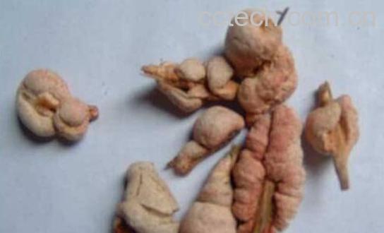 竹黄泡酒对女人的好处-1