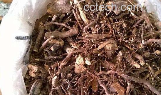 茅莓根的功效与作用 茅莓根的最大作用是什么-0