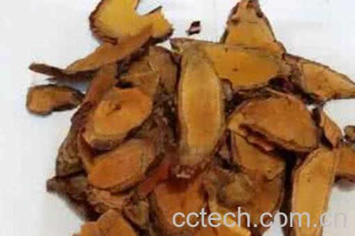 地莓子根的功效与作用-0