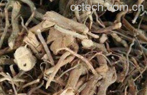 茅莓根的功效与作用 茅莓根的最大作用是什么-1