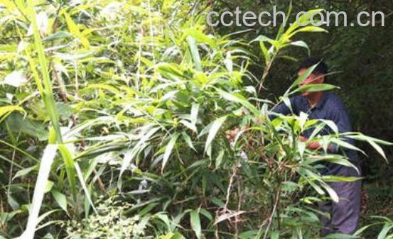 竹花泡酒的功效与作用及禁忌-0