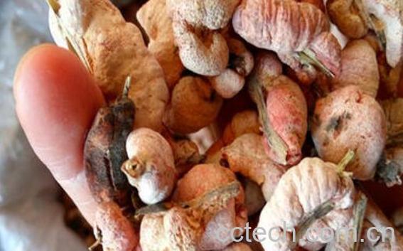 竹花泡酒的功效与作用及禁忌-1