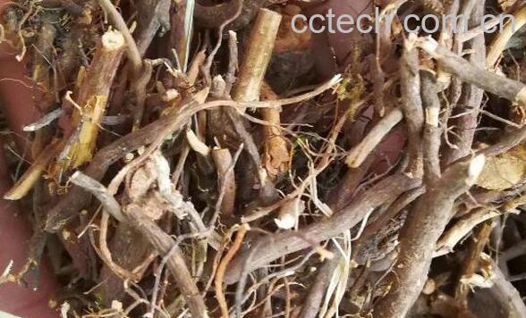 地莓子根的功效与作用-1