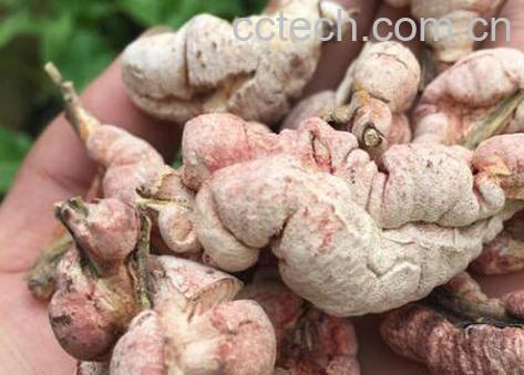 竹花泡水的功效与作用-1