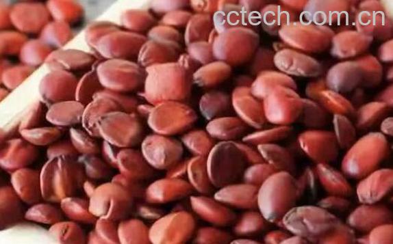 酸枣仁的功效与作用及禁忌-1