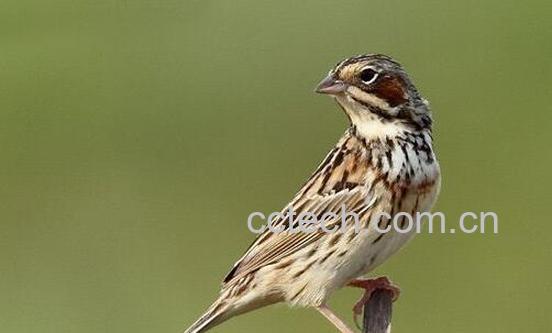 干家雀的功效与作用禁忌-1