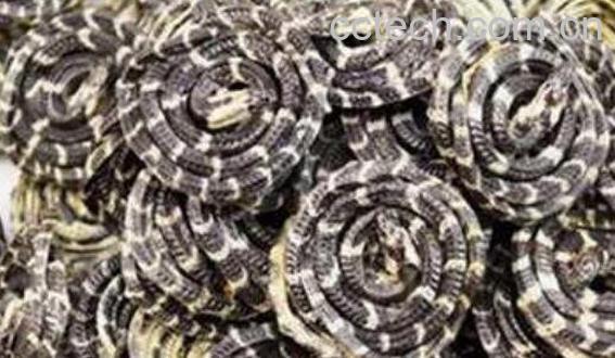 小白花蛇的功效与作用-0