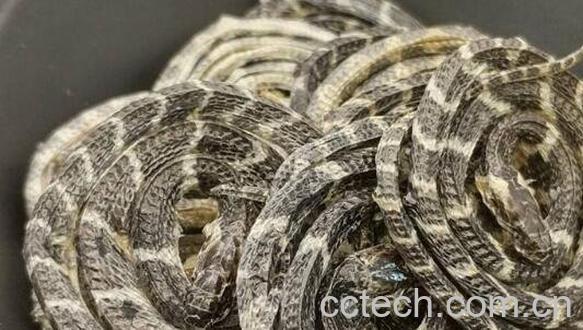 小白花蛇的功效与作用-1